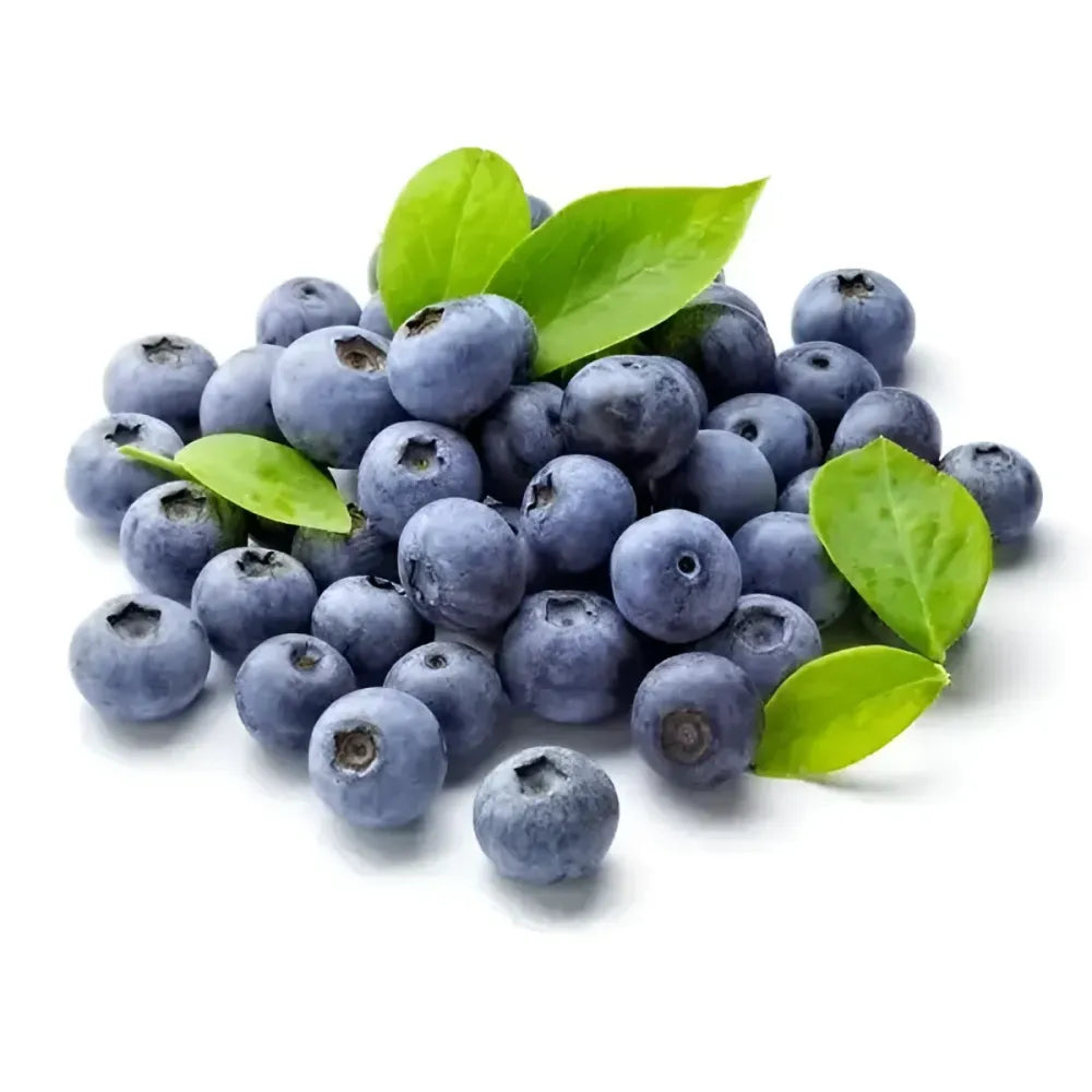Giant blueberry plant seeds - gardening
