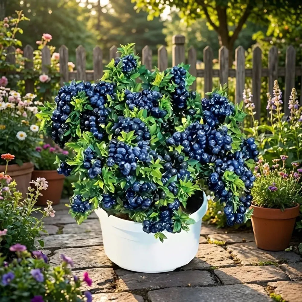 Giant blueberry plant seeds - gardening