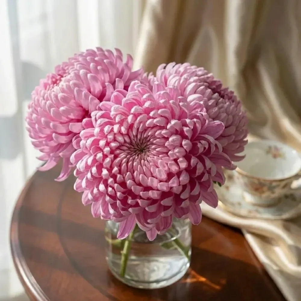 Giant chrysanthemum seeds