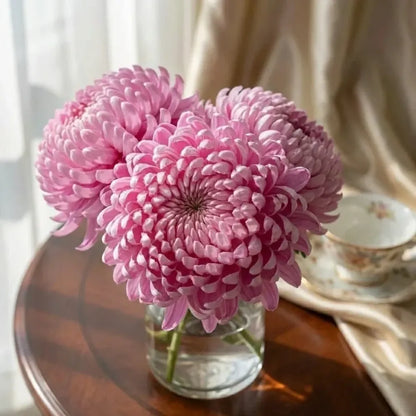 Giant chrysanthemum seeds