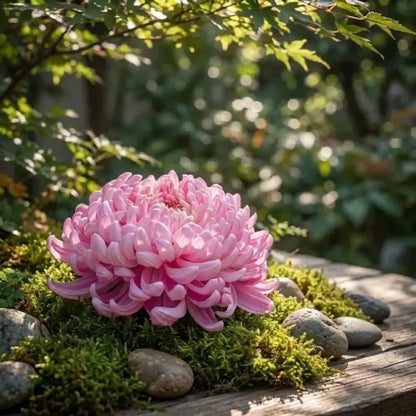 Giant chrysanthemum seeds