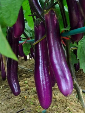 Giant Eggplant Seeds
