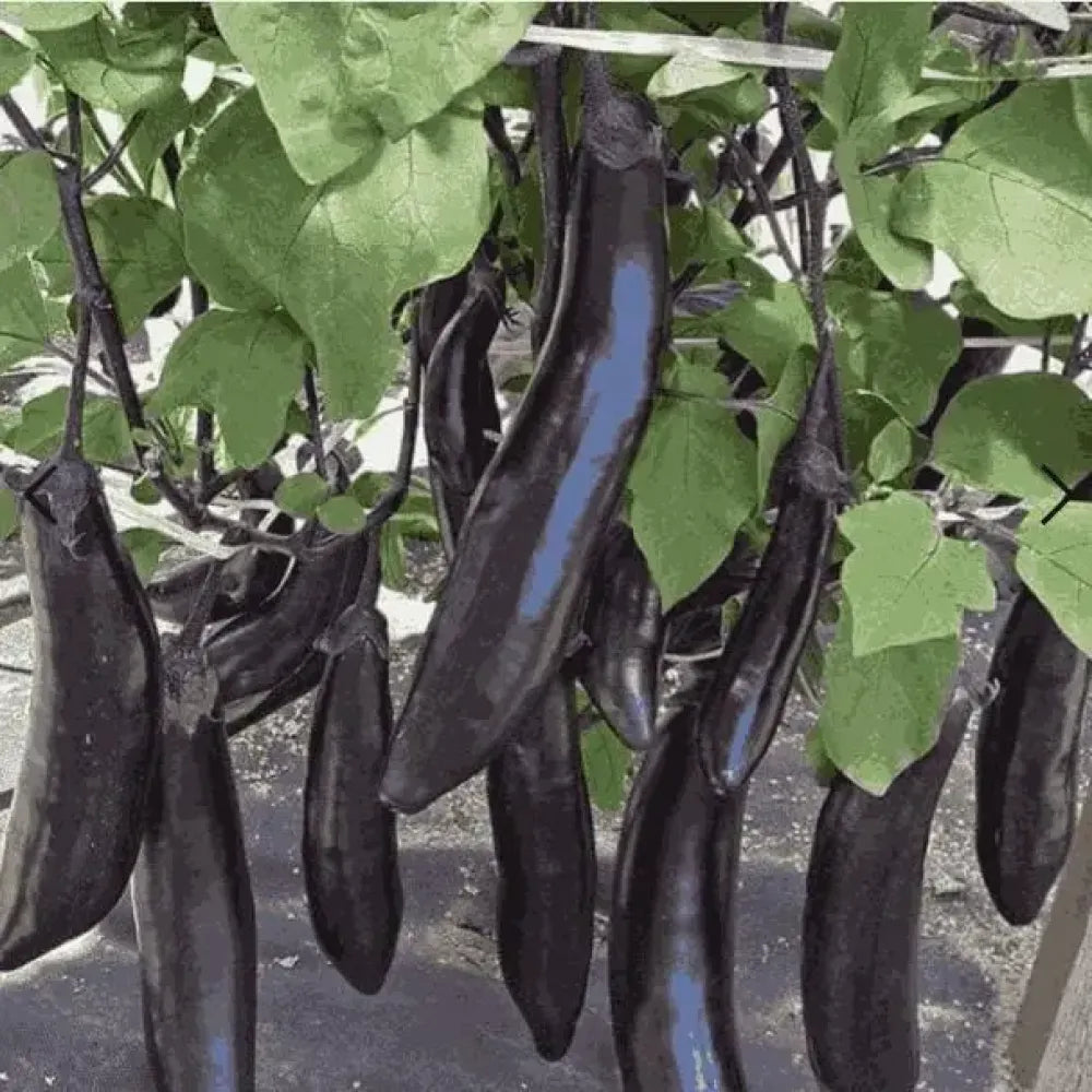 Giant eggplant seeds - gardening