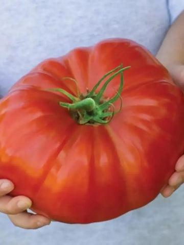 Giant Tomato Seed Pack