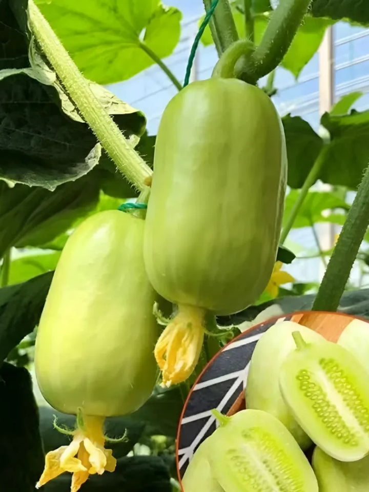Golden Boy Cucumber Seeds