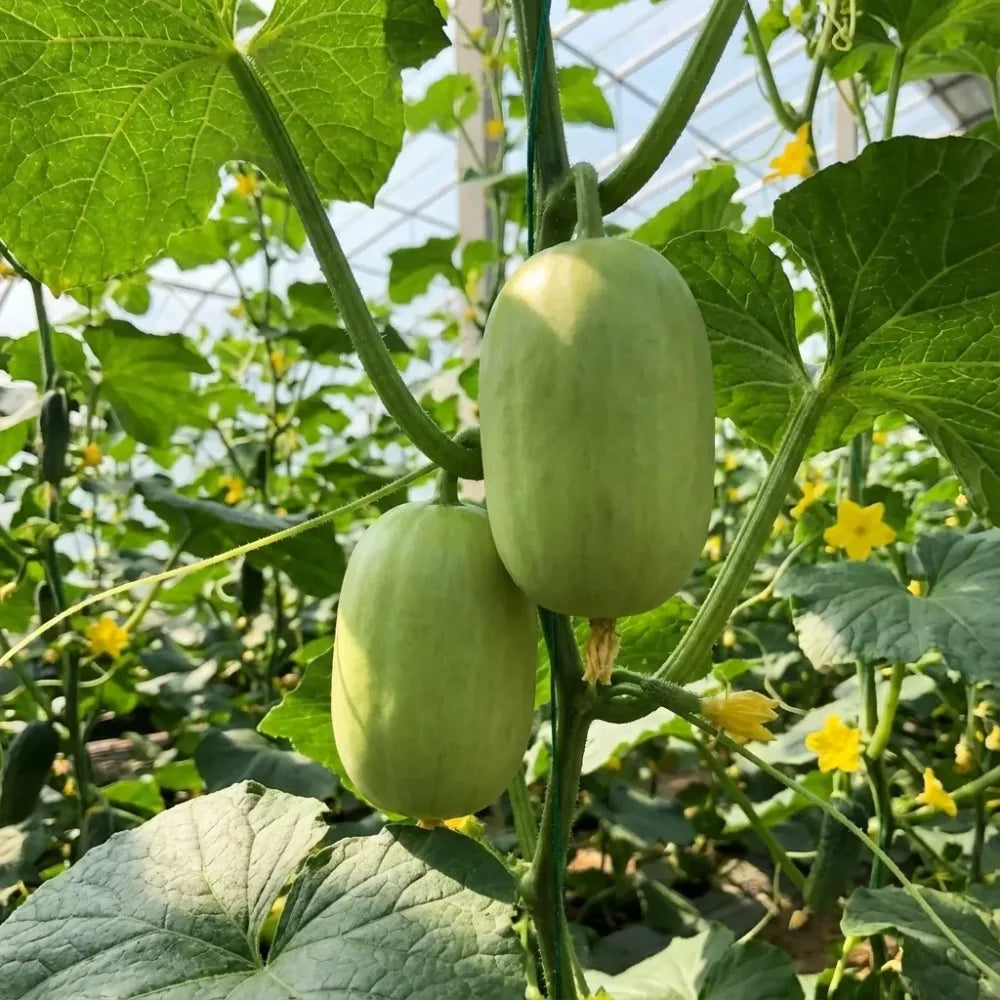 Golden boy cucumber seeds - seeds