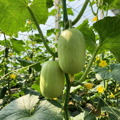 Golden boy cucumber seeds - seeds