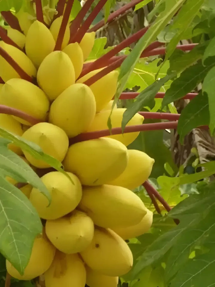 Golden Papaya Fruit Seeds