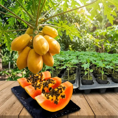 Golden papaya fruit seeds - gardening