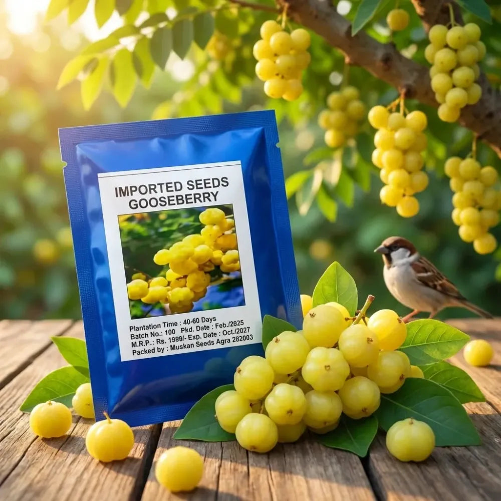 Gooseberry (amla) seeds – imported