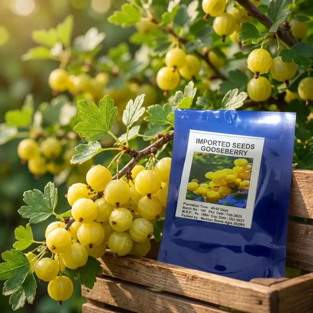 Gooseberry (amla) seeds – imported