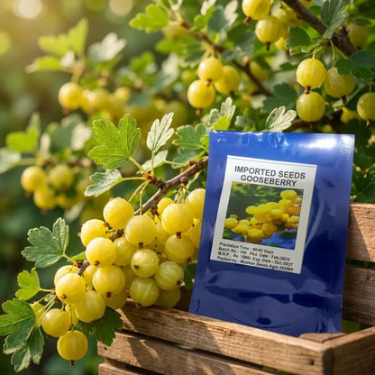 Gooseberry (amla) seeds – imported