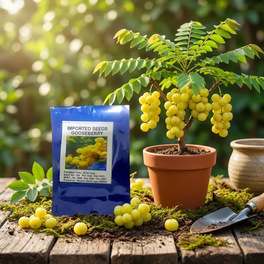 Gooseberry (amla) seeds – imported
