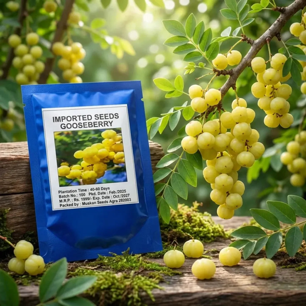 Gooseberry (amla) seeds – imported