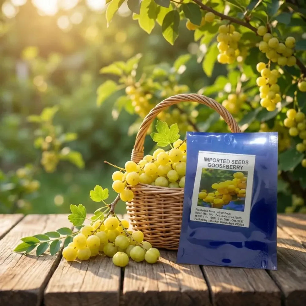 Gooseberry (amla) seeds – imported