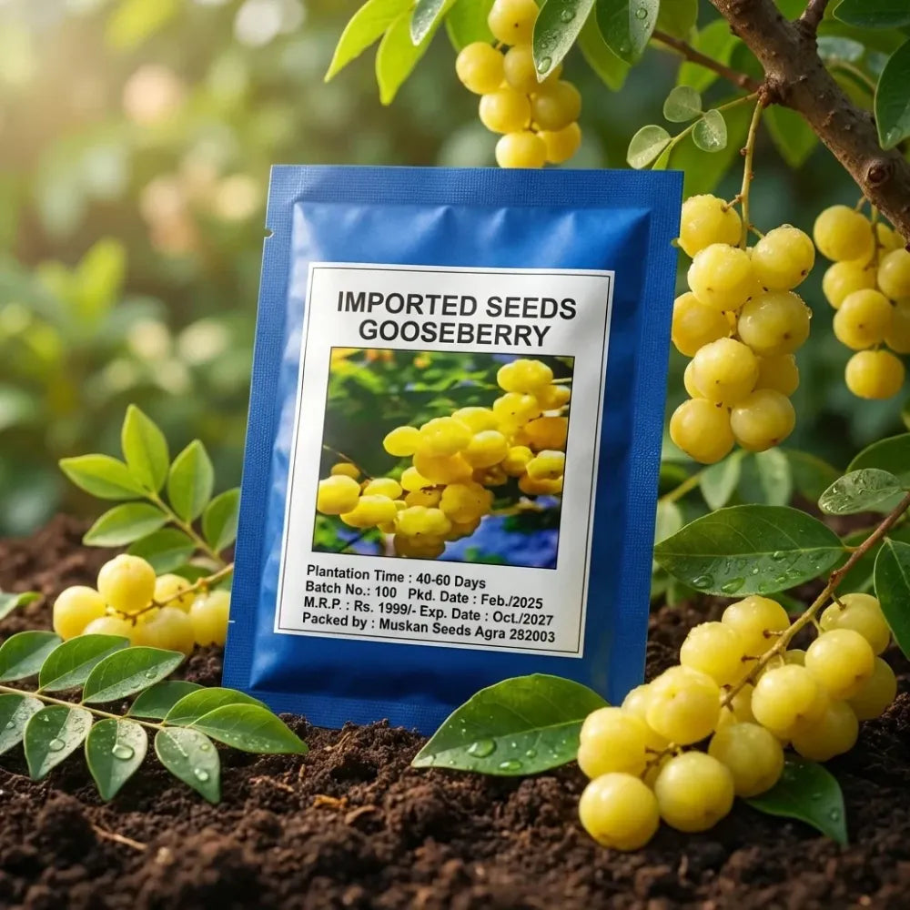 Gooseberry (amla) seeds – imported