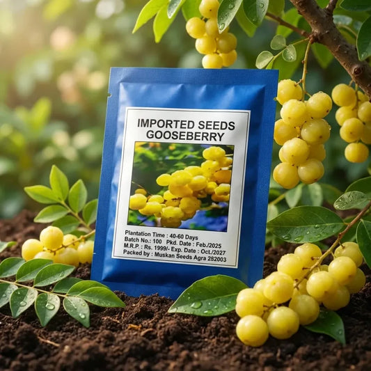 Gooseberry (amla) seeds – imported