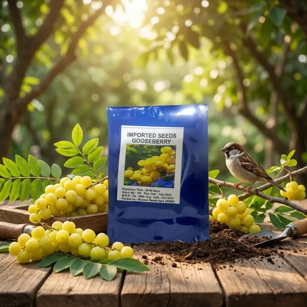 Gooseberry (amla) seeds – imported
