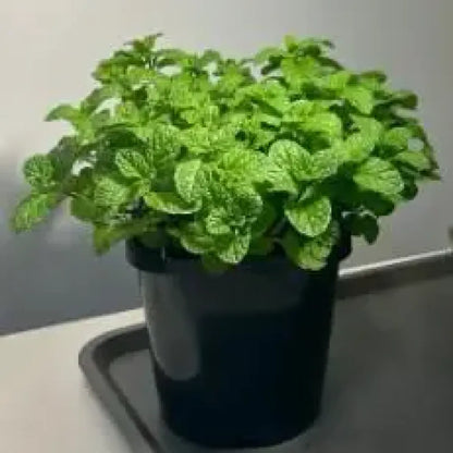 Gourmet ornamental mint seeds - gardening
