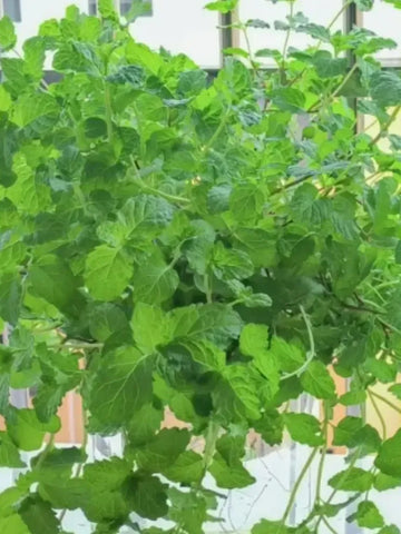 Gourmet Ornamental Mint Seeds