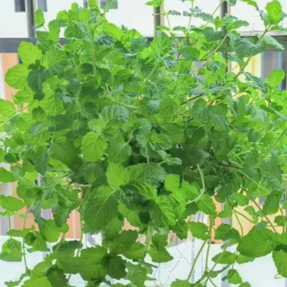 Gourmet ornamental mint seeds - gardening