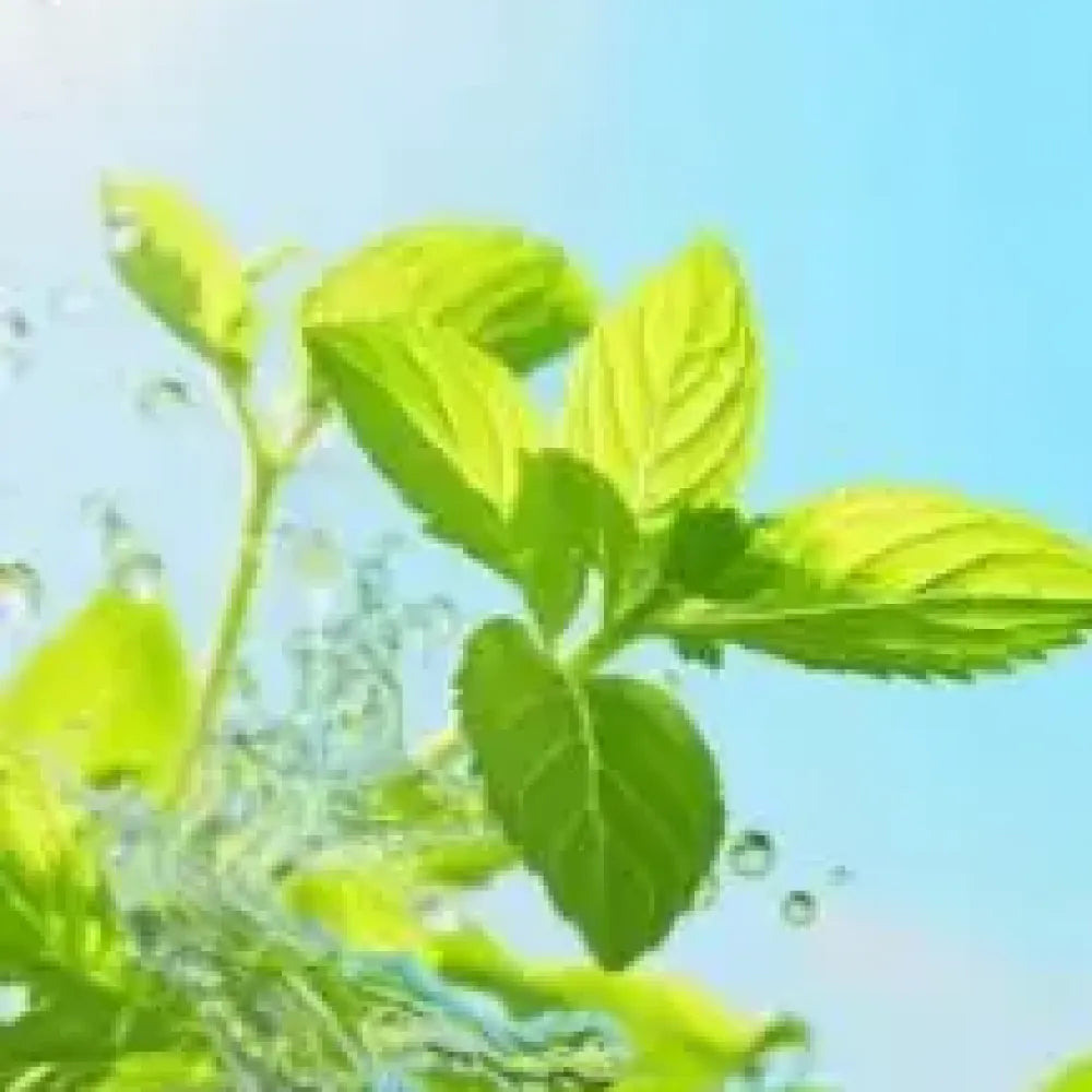 Gourmet ornamental mint seeds