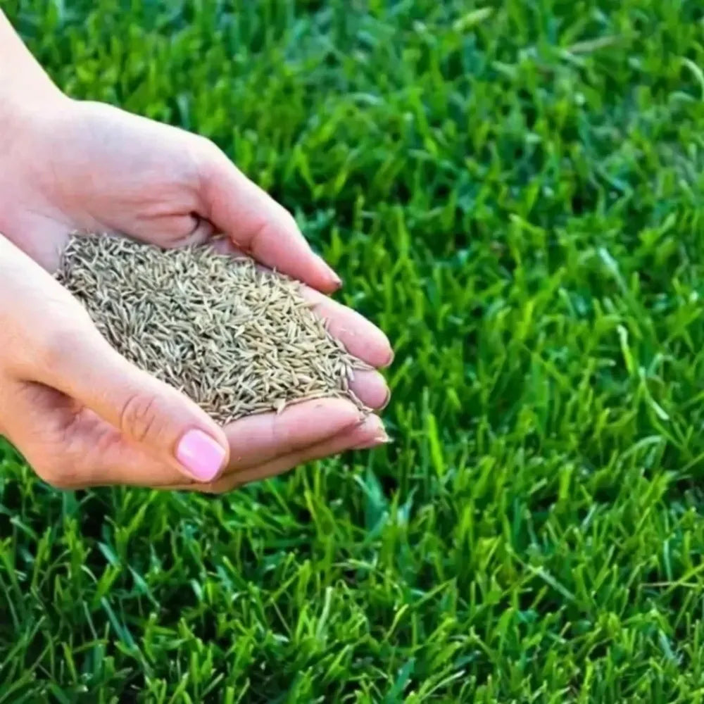 Grass seeds hybrid – pack of 3