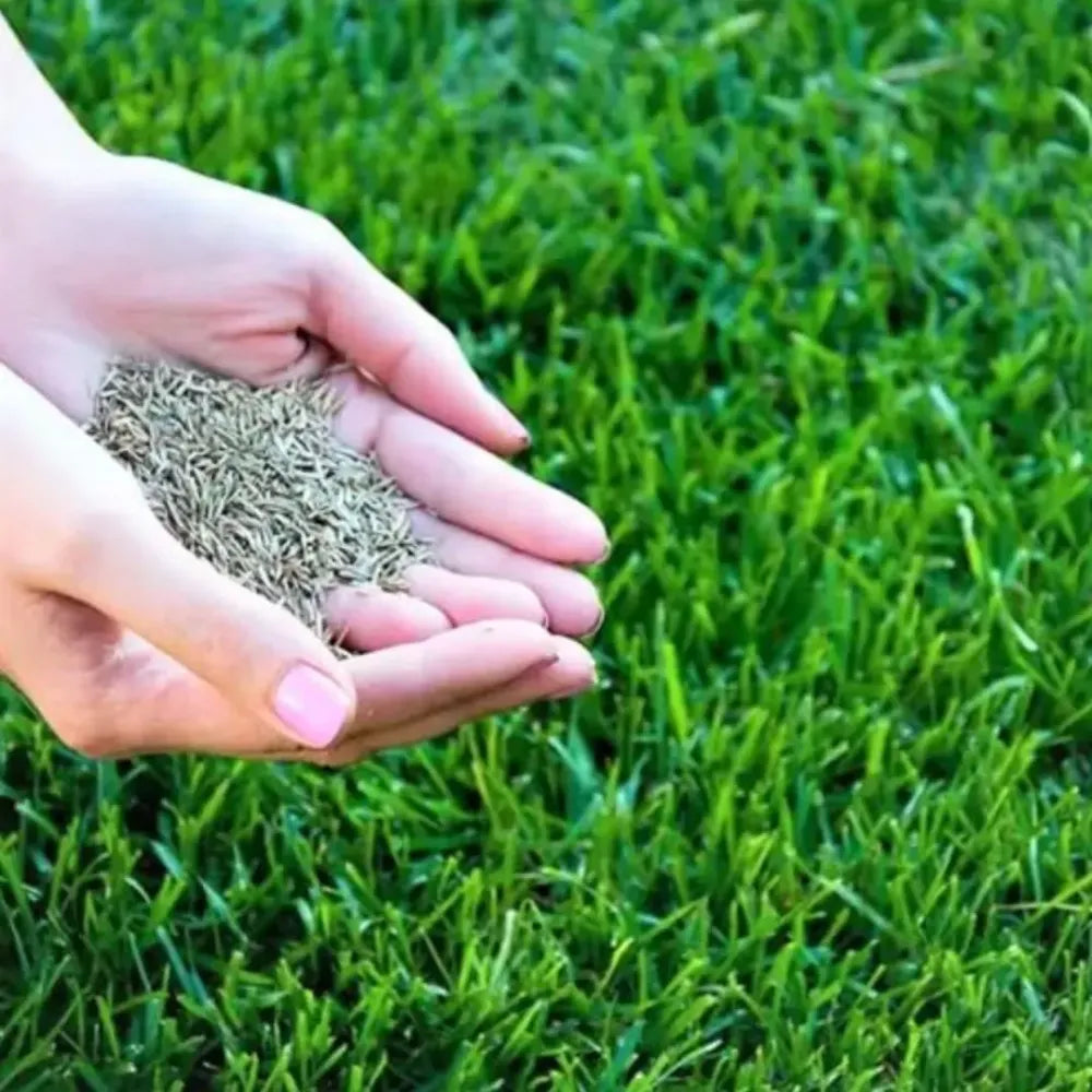 Grass seeds hybrid – pack of 3