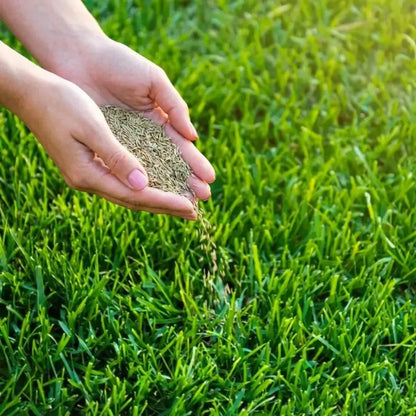Grass seeds hybrid – pack of 3