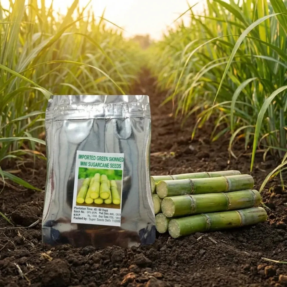 Green-skinned mini sugarcane seeds