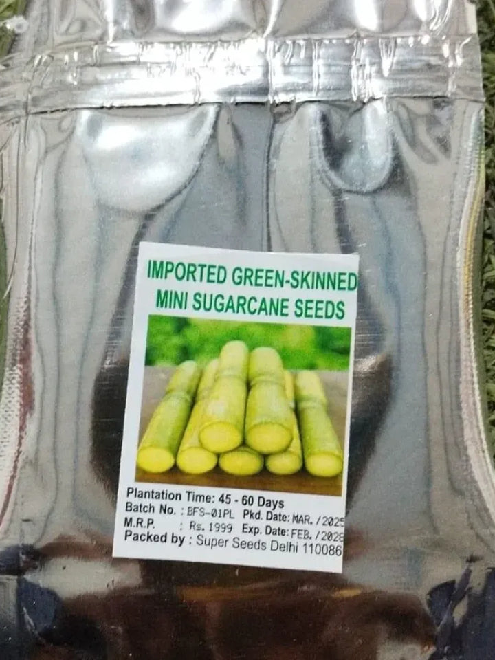 Green-Skinned Mini Sugarcane Seeds