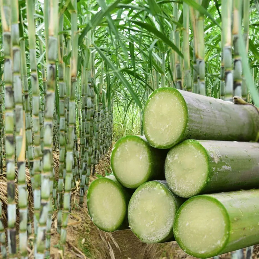 Green-skinned mini sugarcane seeds