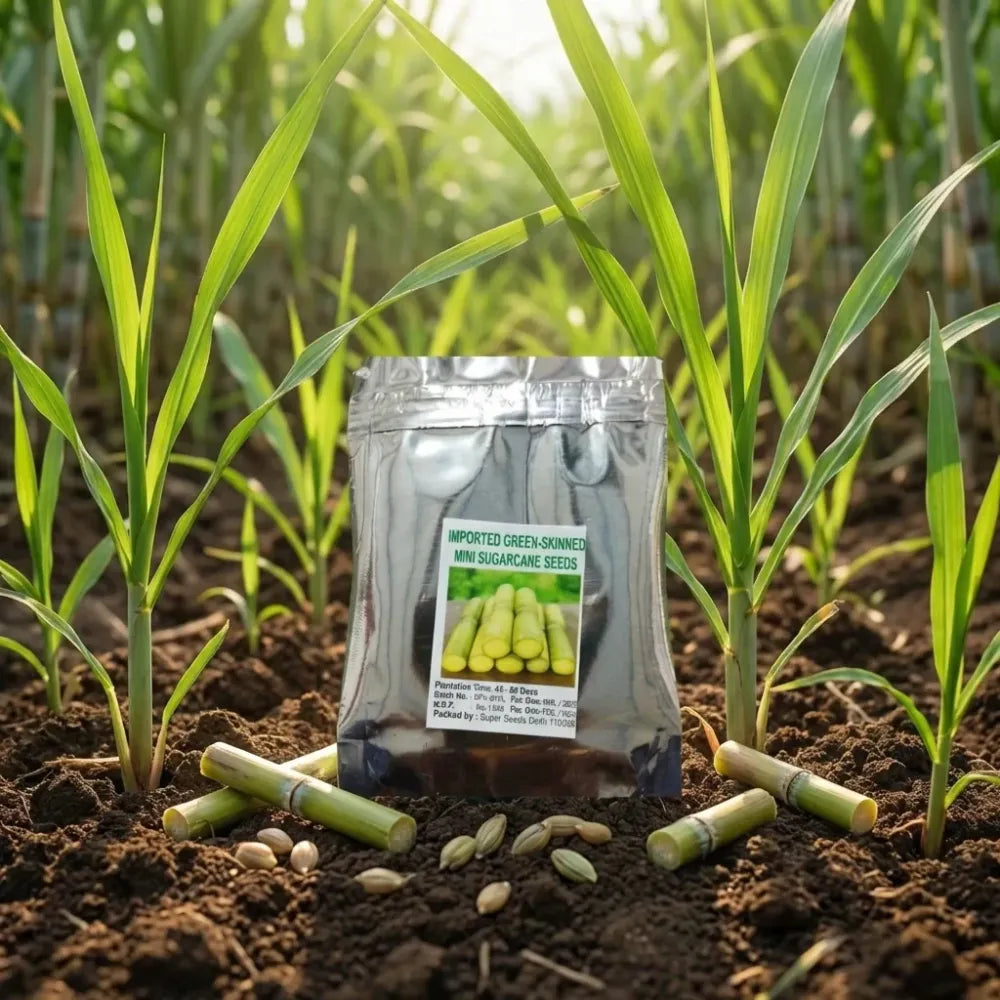 Green-skinned mini sugarcane seeds