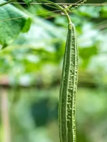 Heirloom Luffa Gourd Seeds