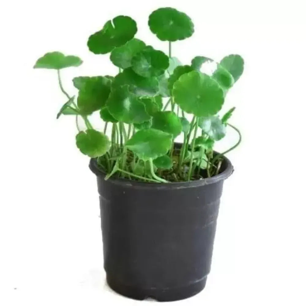 Hydrocotyle vulgaris seeds