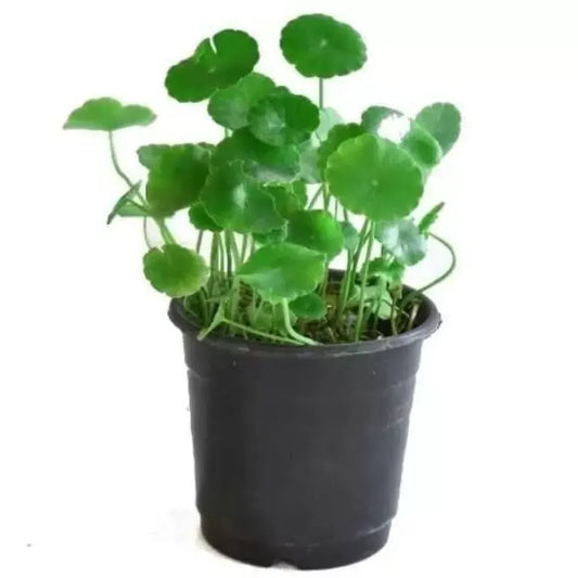 Hydrocotyle vulgaris seeds - home essentials