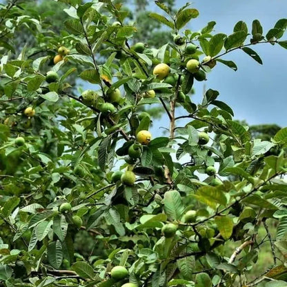 Imported guava seeds