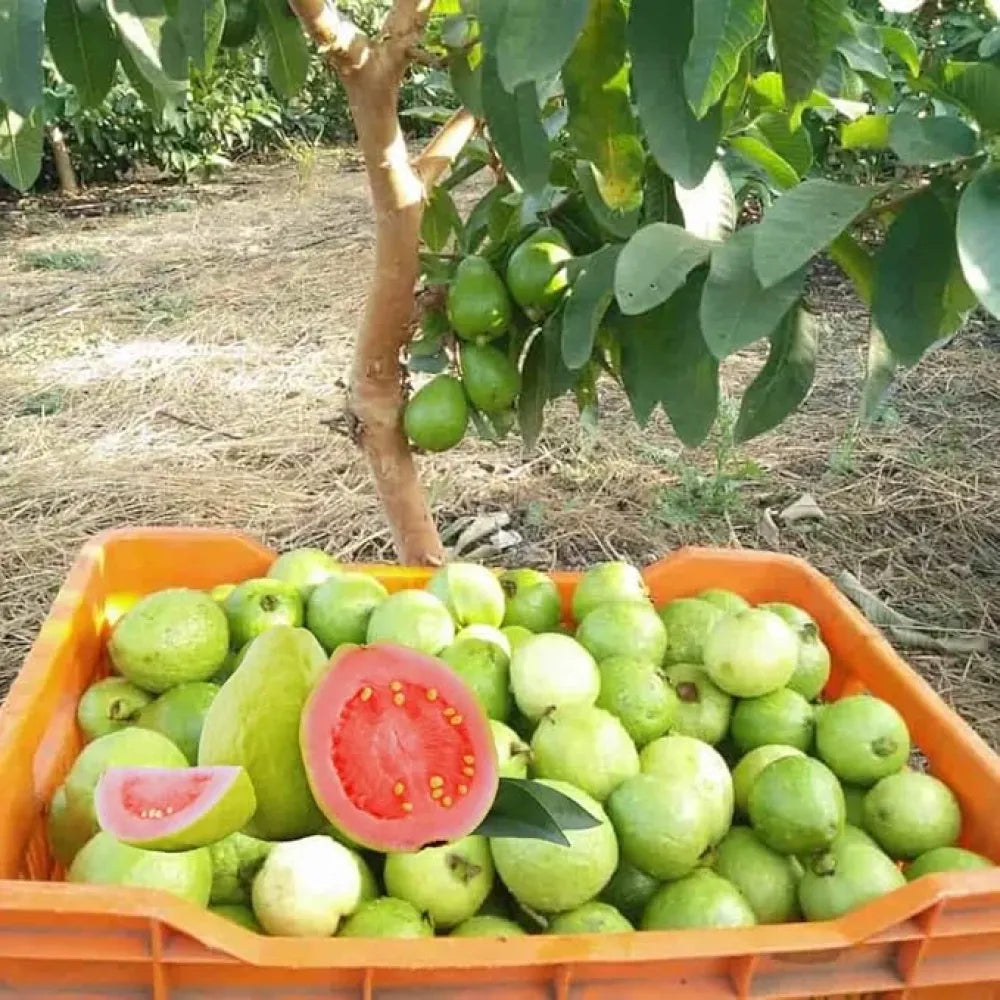 Imported guava seeds