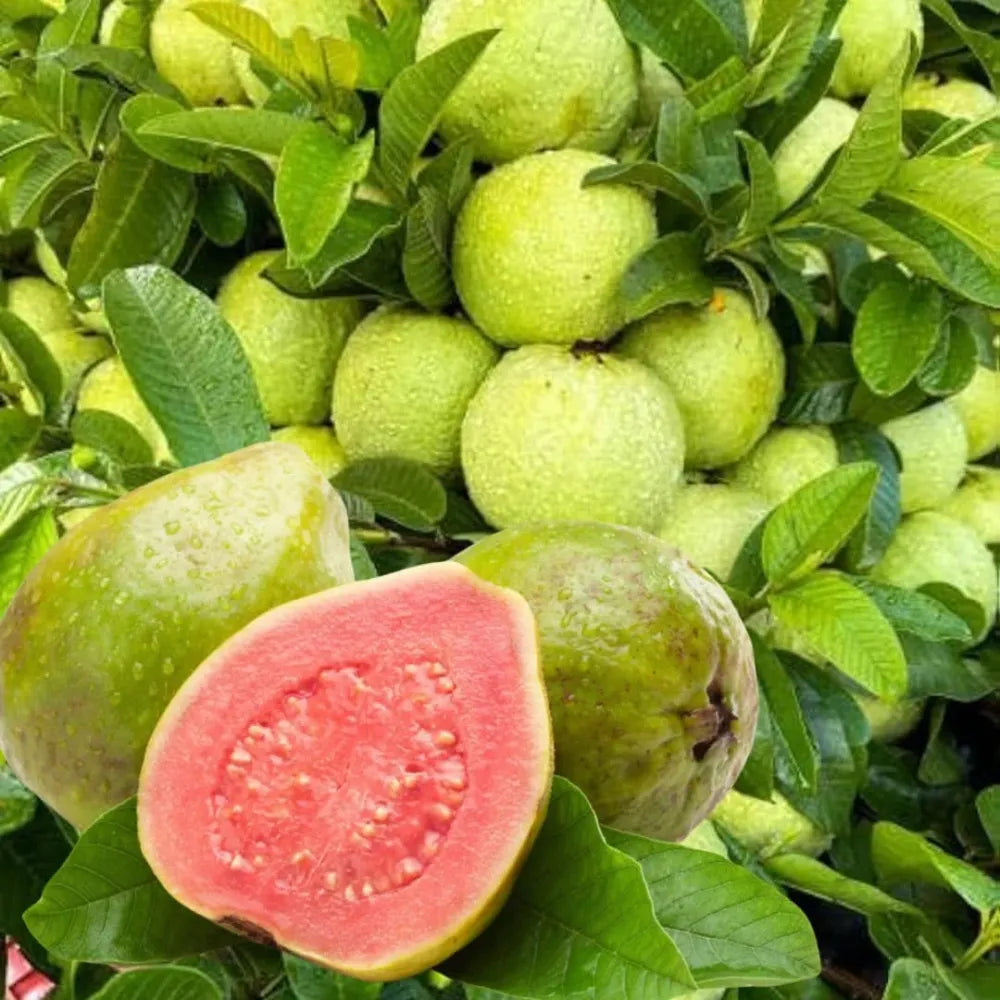 Imported guava seeds