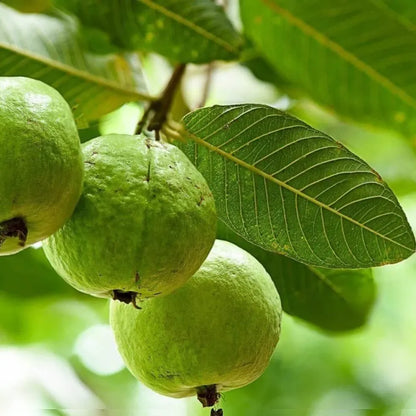Imported guava seeds