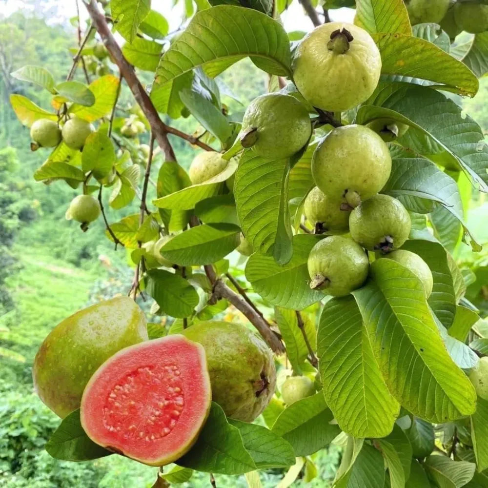 Imported guava seeds