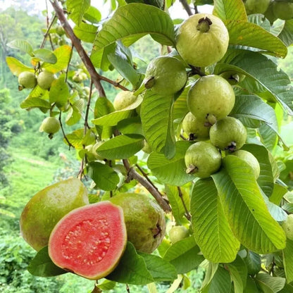 Imported guava seeds