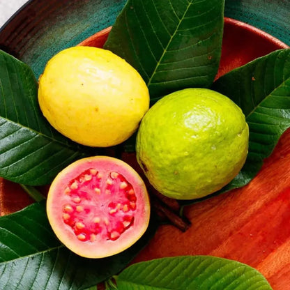 Imported guava seeds