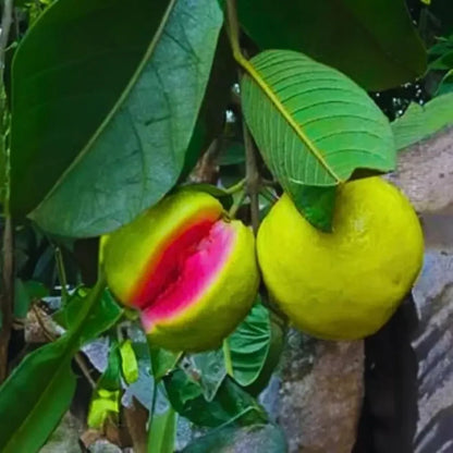 Imported guava seeds