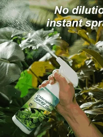 Instant Green Chlorophyll Spray