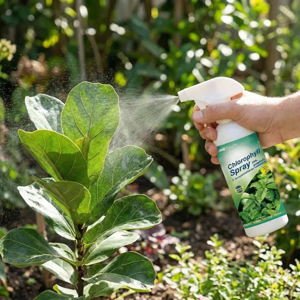 Instant green chlorophyll spray - gardening