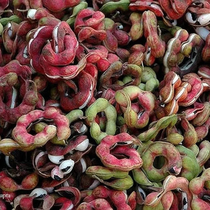 Jangle jalebi seeds – imported