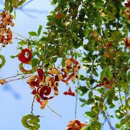 Jangle jalebi seeds – imported
