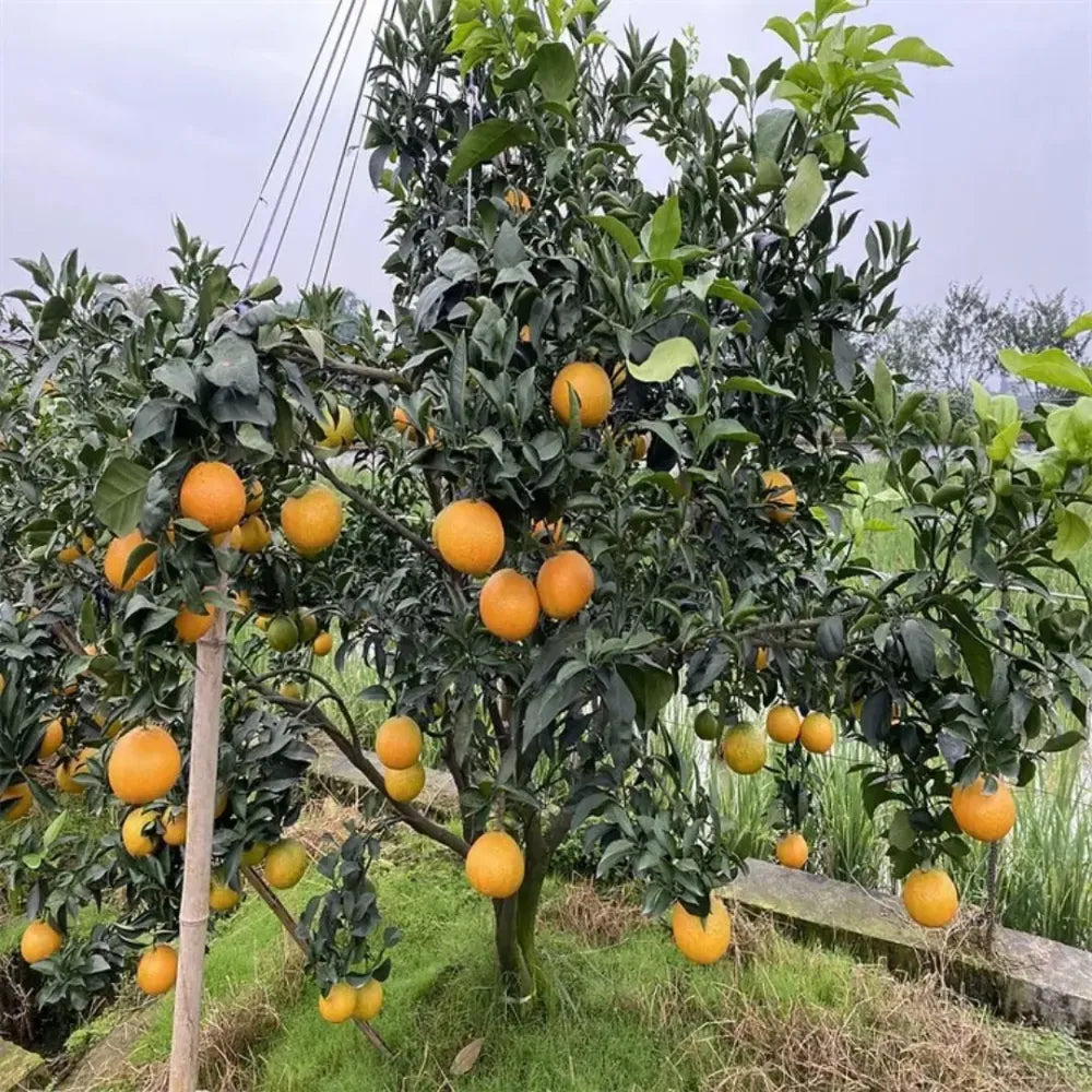 Jelly orange seeds