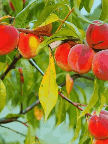 Juicy Peach Tree Seeds